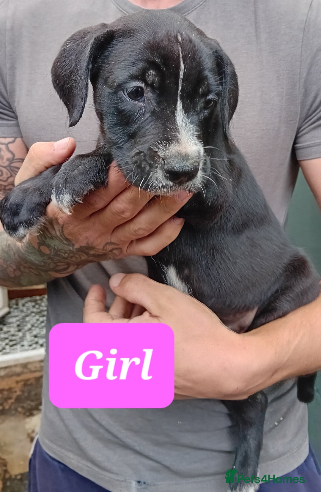 Mixed Breed dogs for sale: Taylors Minidane (Bulldane) Pups Available  - Image 5