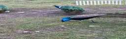 Peafowl poultry for sale: Pair of Indian Blue Peacocks - Advert 2
