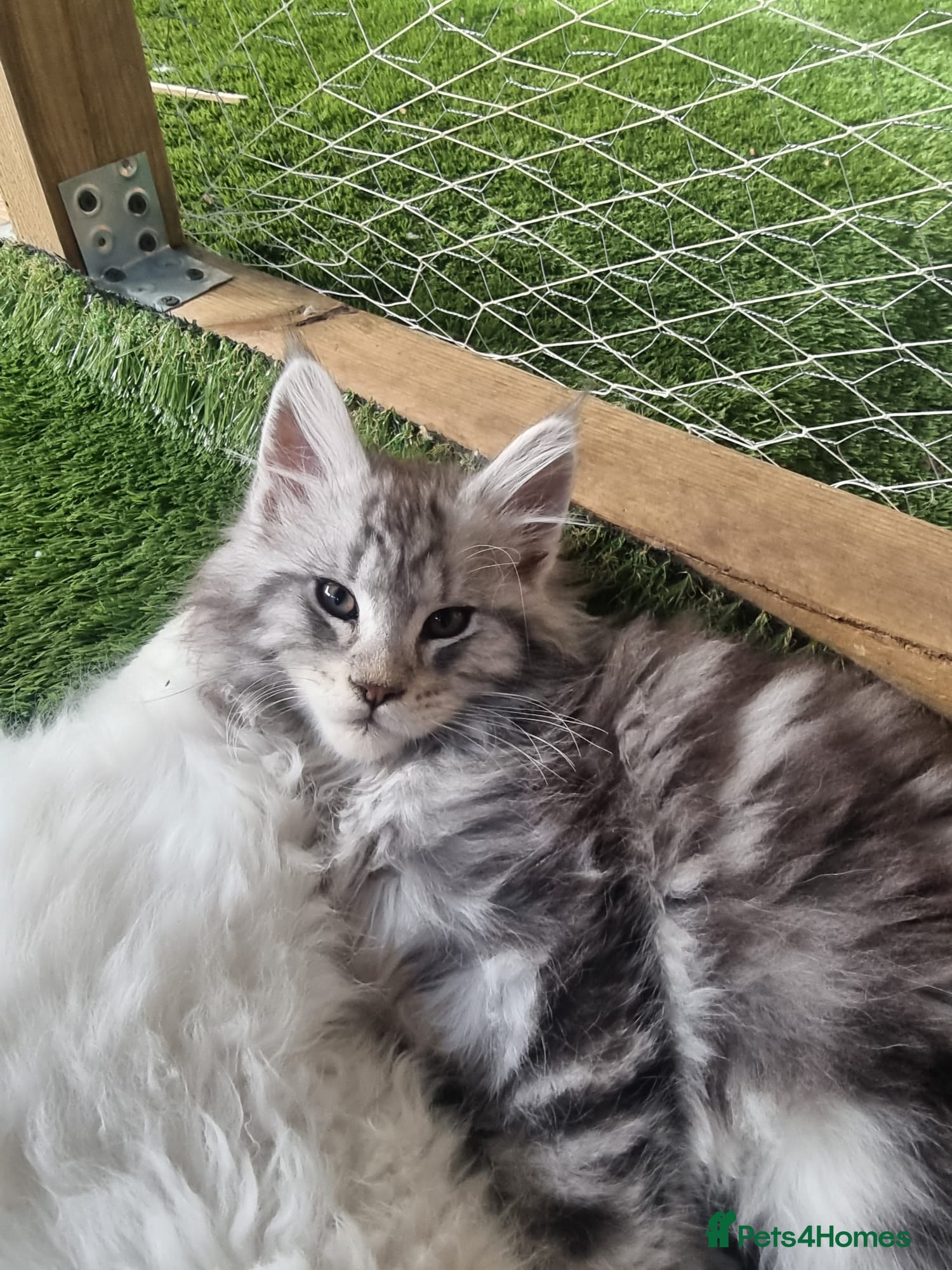 Maine Coon cats for sale: Tica registered kitten - Advert 6