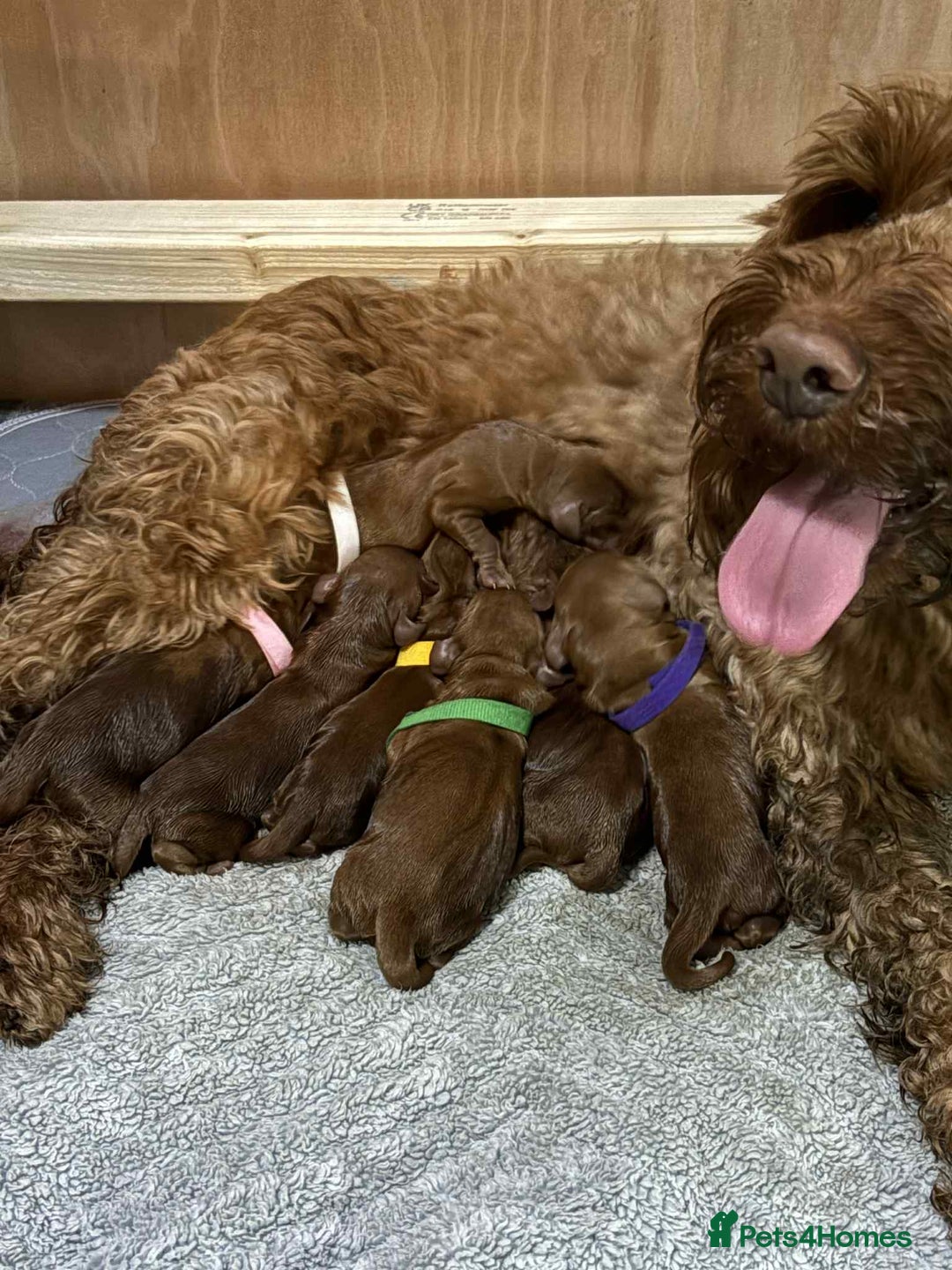 Cockapoo dogs for sale: Beautiful Cockapoo puppies for sale.  - Advert 4