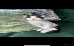 Turkish Van cats for sale: Beautiful Cats for sale  - Image 3