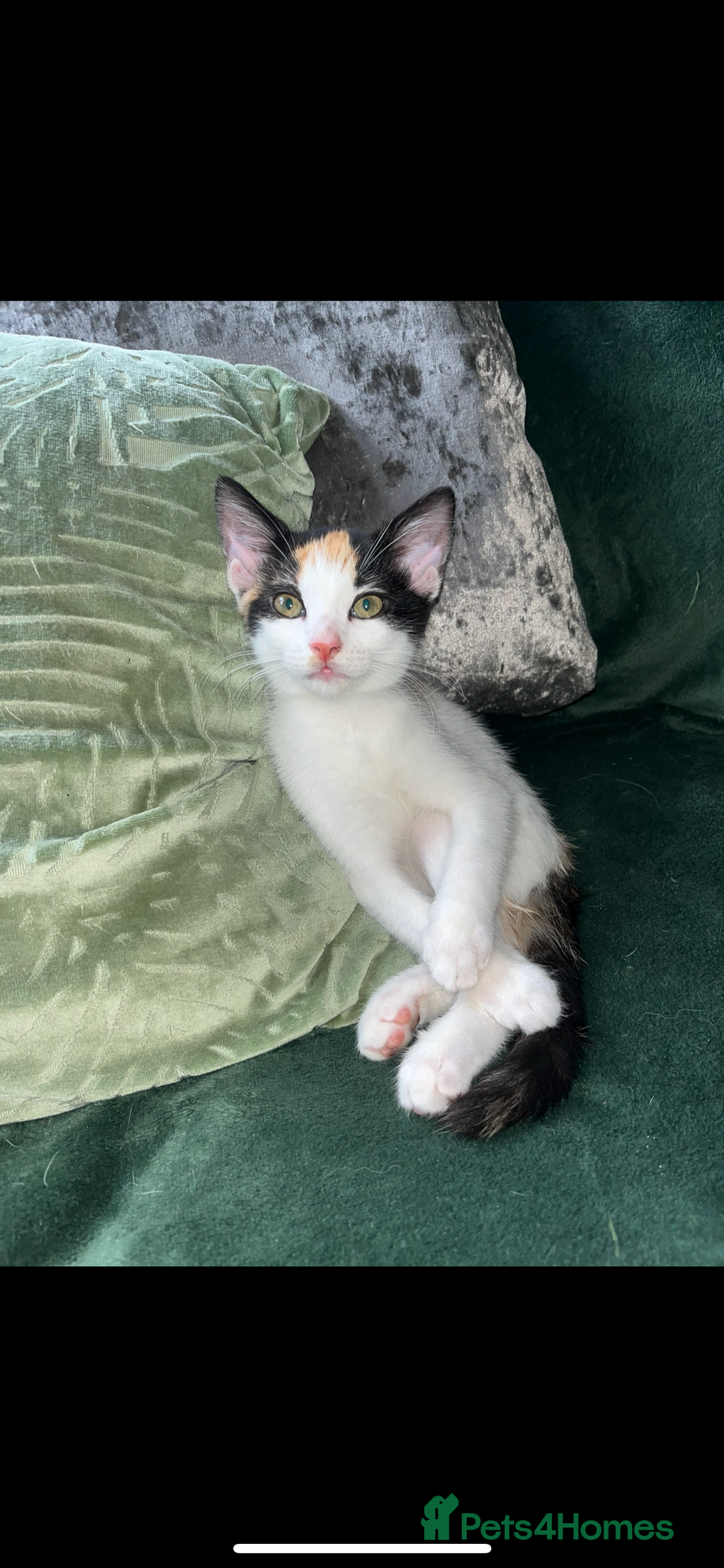 Turkish Van cats for sale: Beautiful Cats for sale  - Image 3