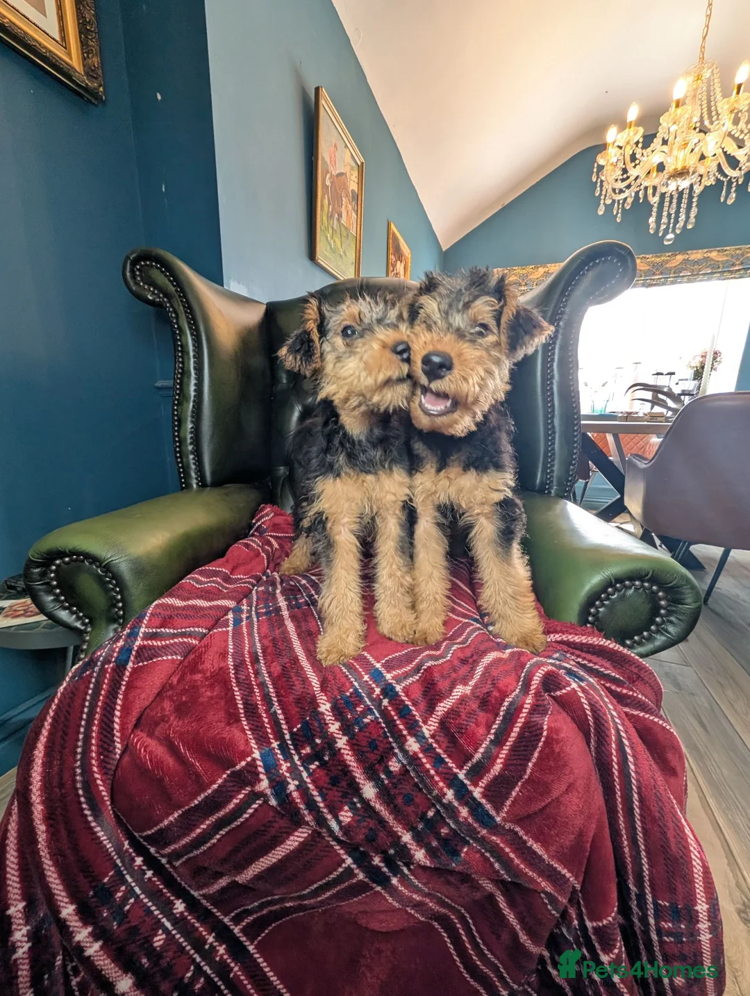 Welsh Terrier dogs for sale: Outstanding Litter of Champion Line Welsh Terriers - Advert 1