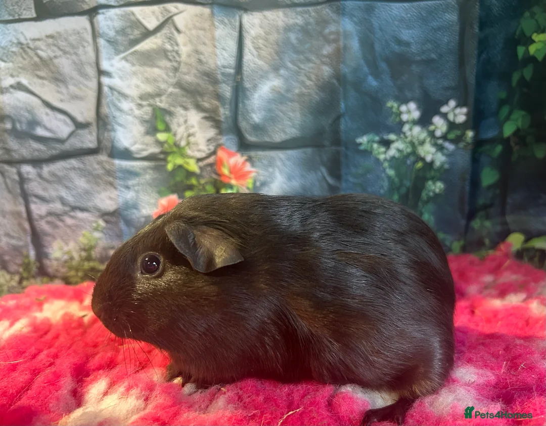 Guinea Pig rodents for sale: Guinea pigs mixed breeds 6 weeks old ready now - Advert 6
