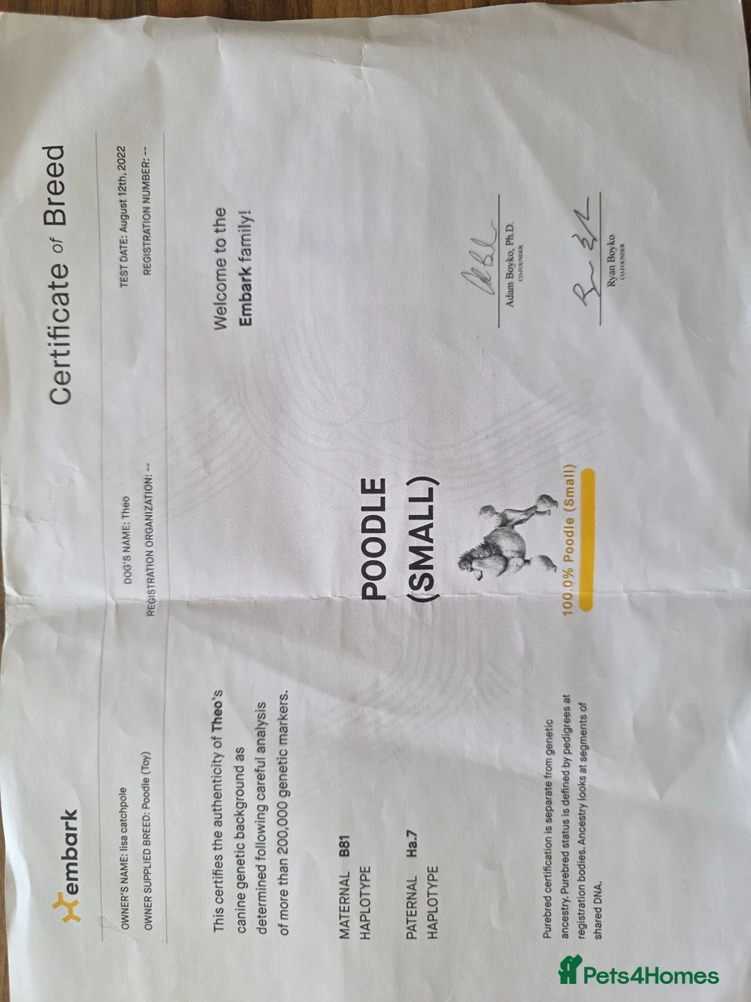 Toy Poodle dogs for stud: Toy Poodle short notice DNA tested clear PRA £150 - Advert 2