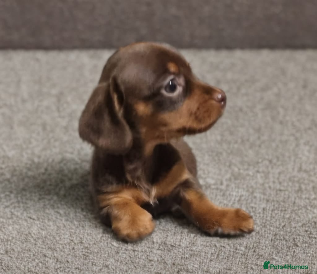 Miniature Dachshund dogs Last True Miniature KC Dachshunds   - Advert 1