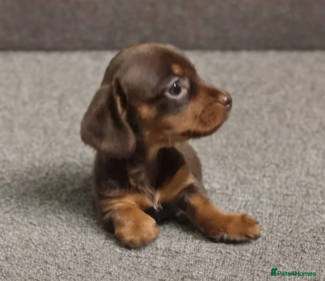 Miniature Dachshund dogs for sale: Last True Miniature PRA clear/KC Dachshunds   - Advert 1