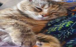 British Longhair cats for sale: Domestic Longhaired Female  - Advert 4