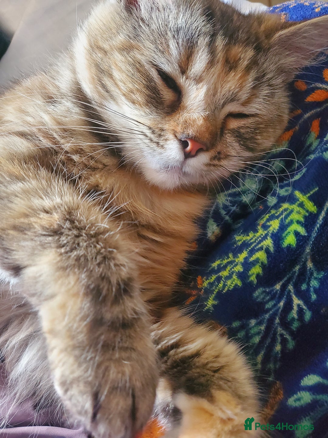 British Longhair cats for sale: Domestic Longhaired Female  - Advert 4