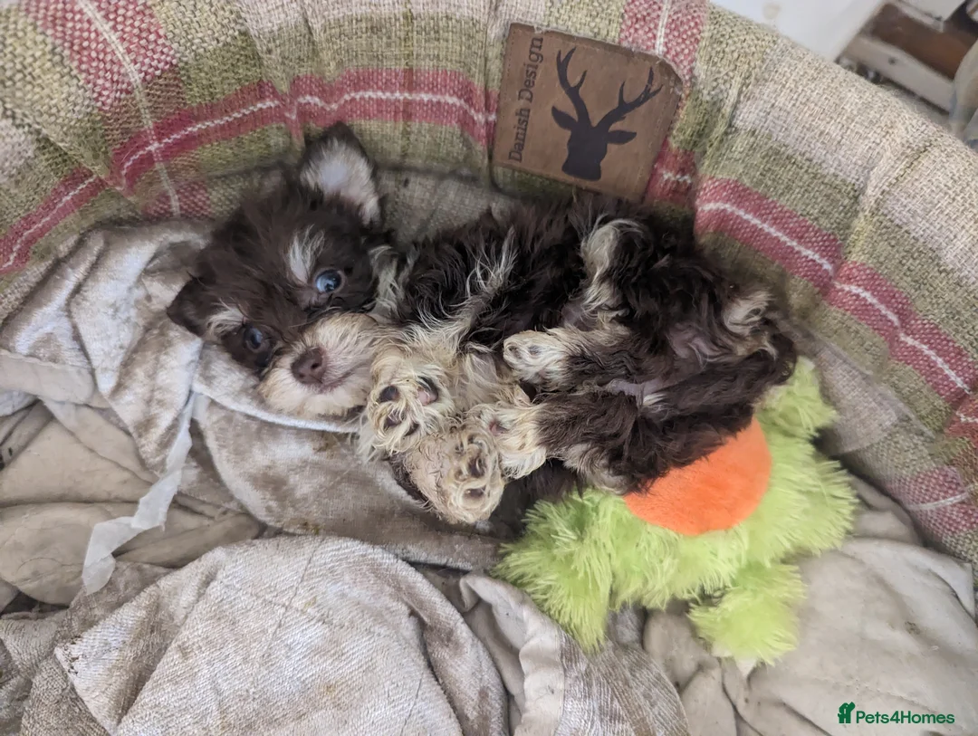 Miniature Schnauzer dogs for stud: RARE USA miniature schnauzer  in Wisbech - Advert 3