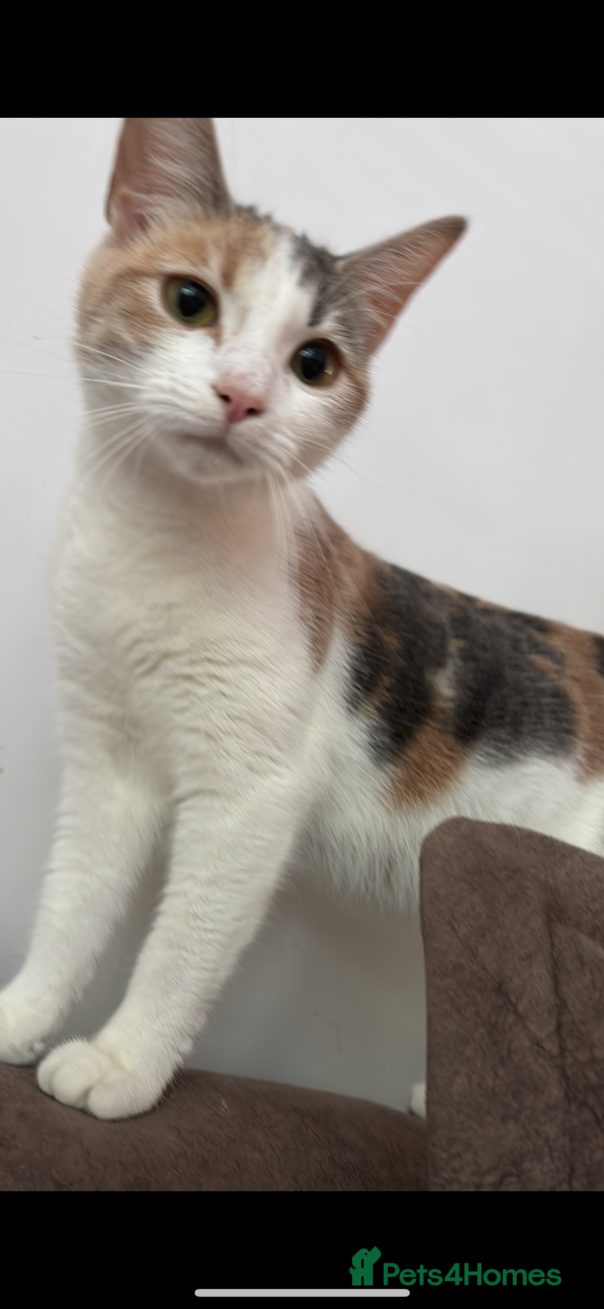 Mixed Breed cats Lolly  - Advert 1