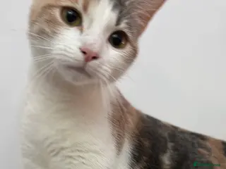 Mixed Breed cats Lolly - Advert 1