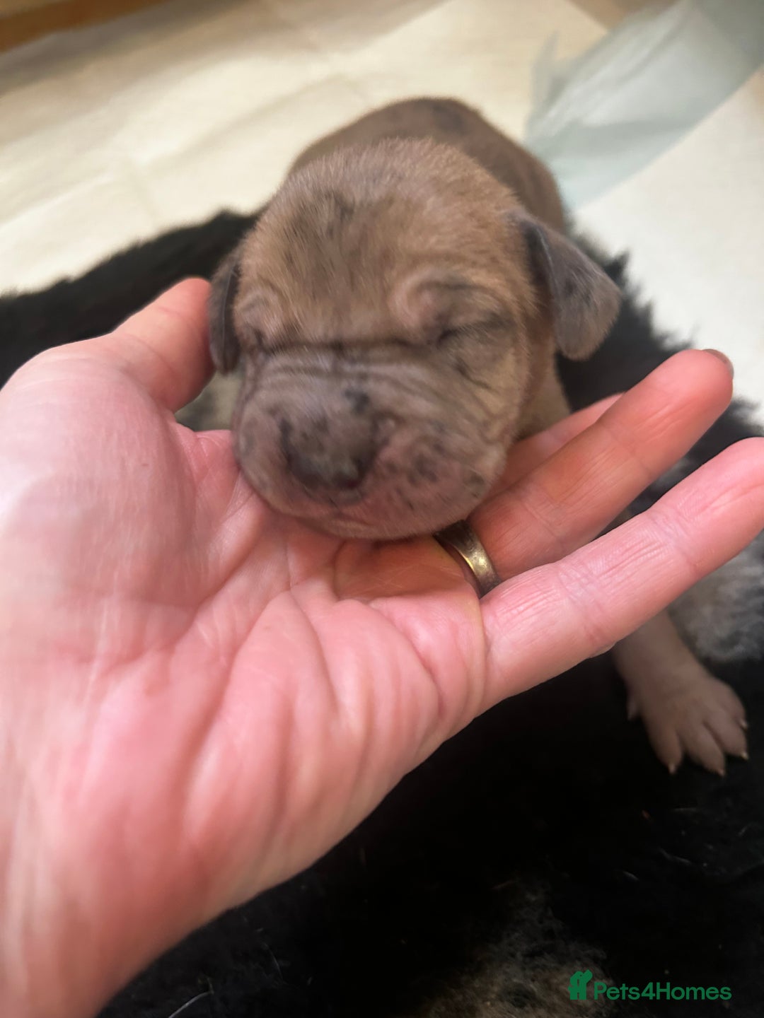 Great Dane dogs for sale: Stunning puppies, health tested KC parents. - Image 6