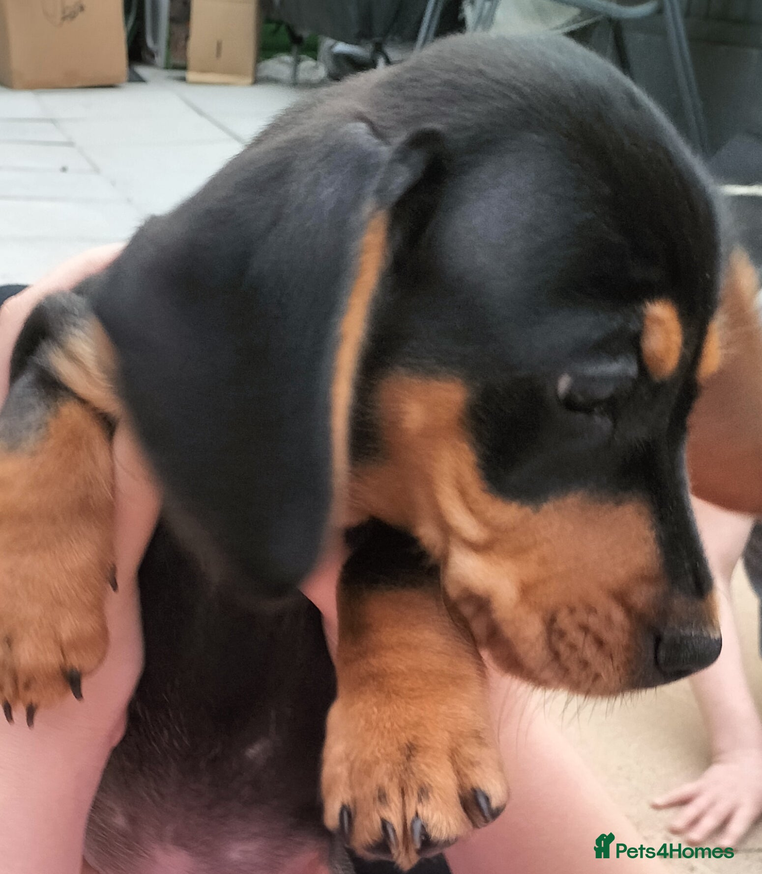 Miniature Dachshund dogs Ready now Black and tan male mini - Advert 9
