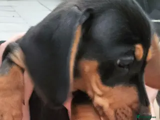Miniature Dachshund dogs Ready now Black and tan male mini - Advert 9