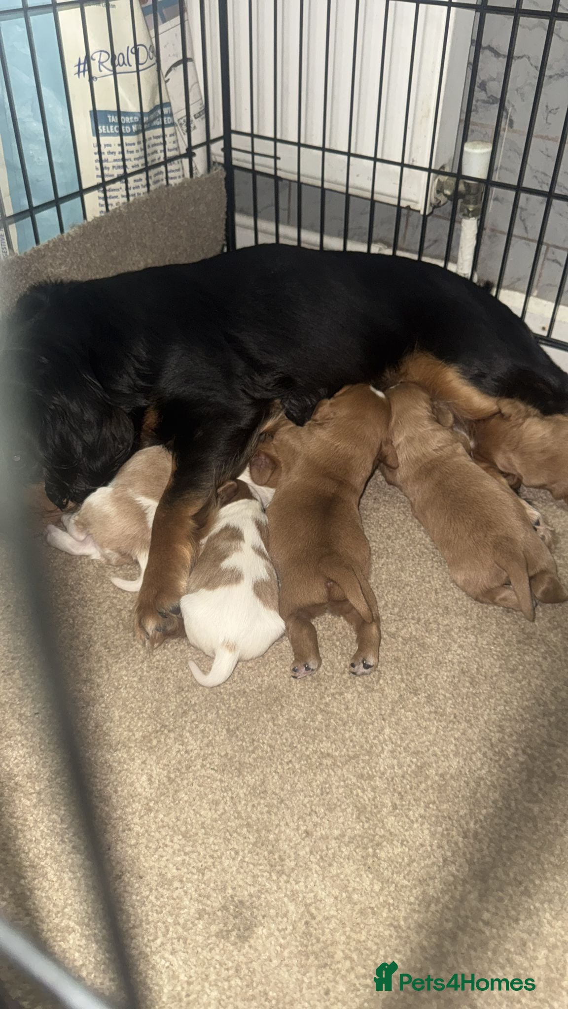 Cavalier King Charles Spaniel dogs Beautiful Cavalier puppies - Advert 1