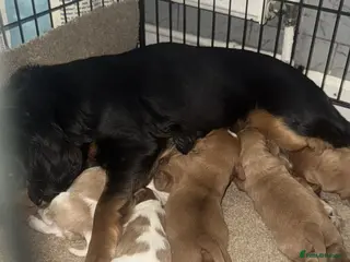 Cavalier King Charles Spaniel dogs Beautiful Cavalier puppies - Advert 10