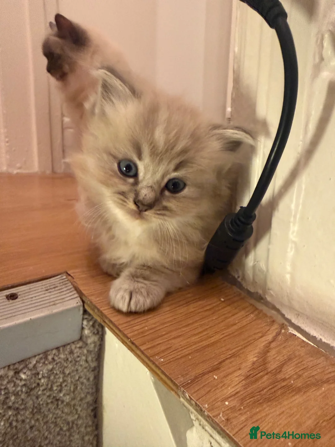 Ragdoll cats for sale: 4 gorgeous ragdoll kittens! in Hull - Advert 2