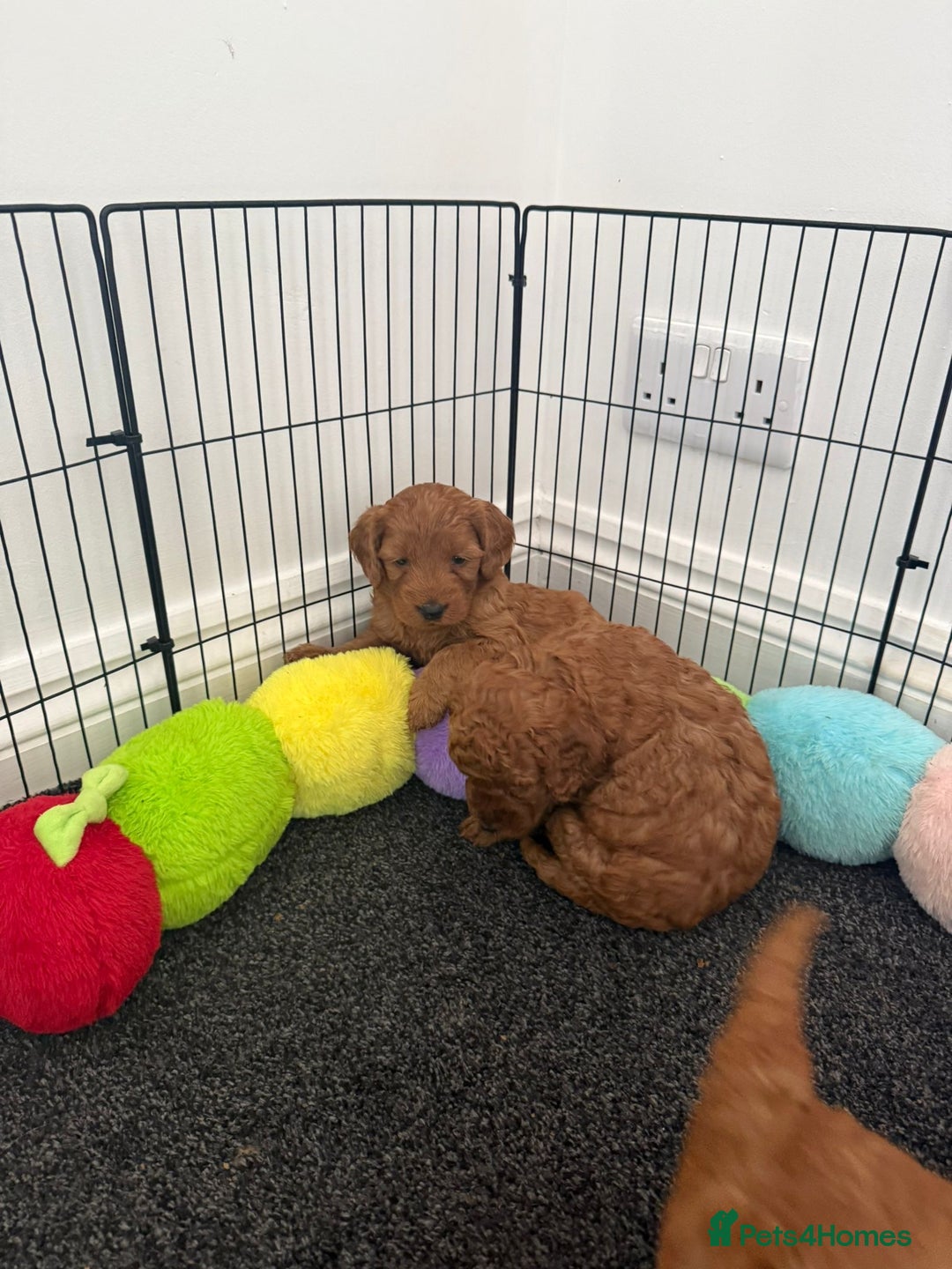 Cockapoo dogs for sale: Cockapoo puppy’s  - Image 4