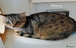 Mixed Breed cats for adoption: ROXY  - Image 1