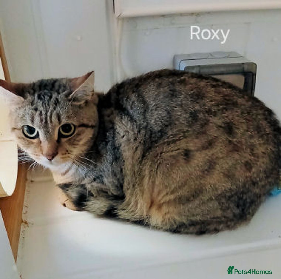 Mixed Breed cats for adoption: ROXY  - Image 1