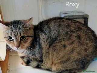 Mixed Breed cats - Advert 7