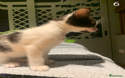 Mixed Breed cats for sale: KITTENS! Batch of cuties for sale in Basinsgtoke - Image 11