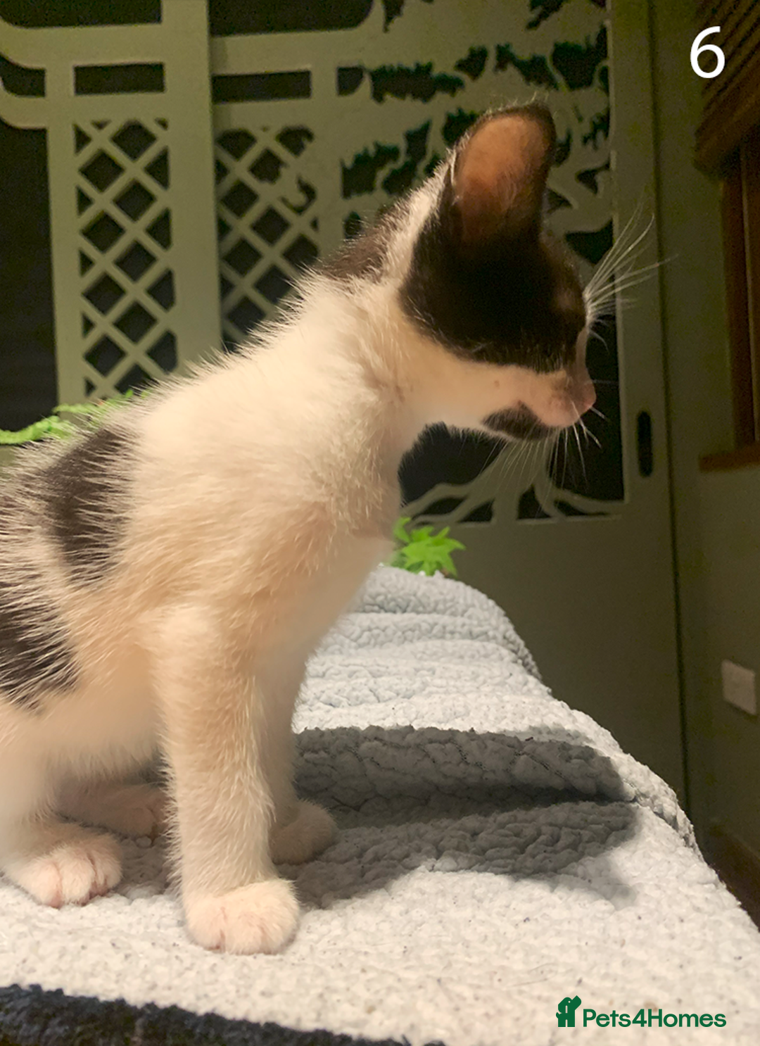 Mixed Breed cats for sale: KITTENS! Batch of cuties for sale in Basinsgtoke - Image 11