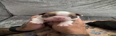 Boston Terrier 2