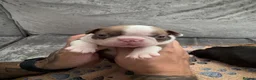 Boston Terrier dogs for sale: KC Registered Boston Terrier Puppies  in Wrexham - Advert 5