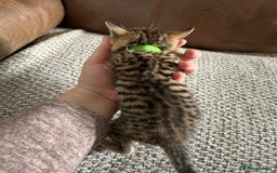 Mixed Breed cats for sale: 6 Beautiful kittens  - Image 12