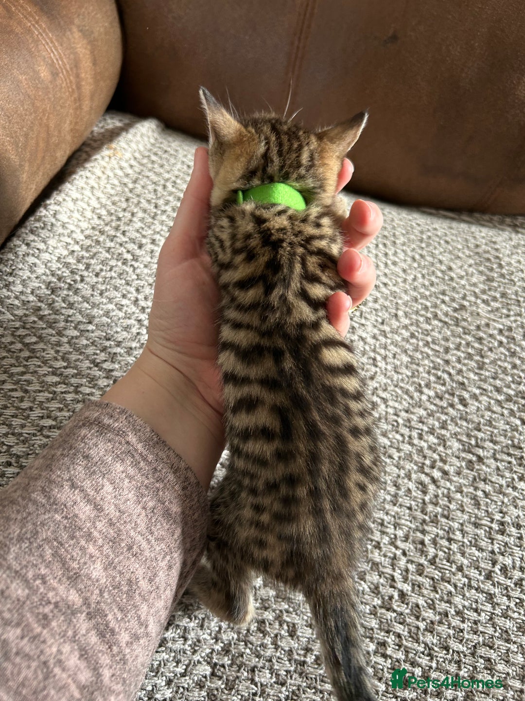 Mixed Breed cats for sale: 6 Beautiful kittens  - Image 12