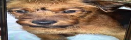 Irish Terrier dogs for sale: Irish Terrier - 9 week old  in Warwick - Advert 2