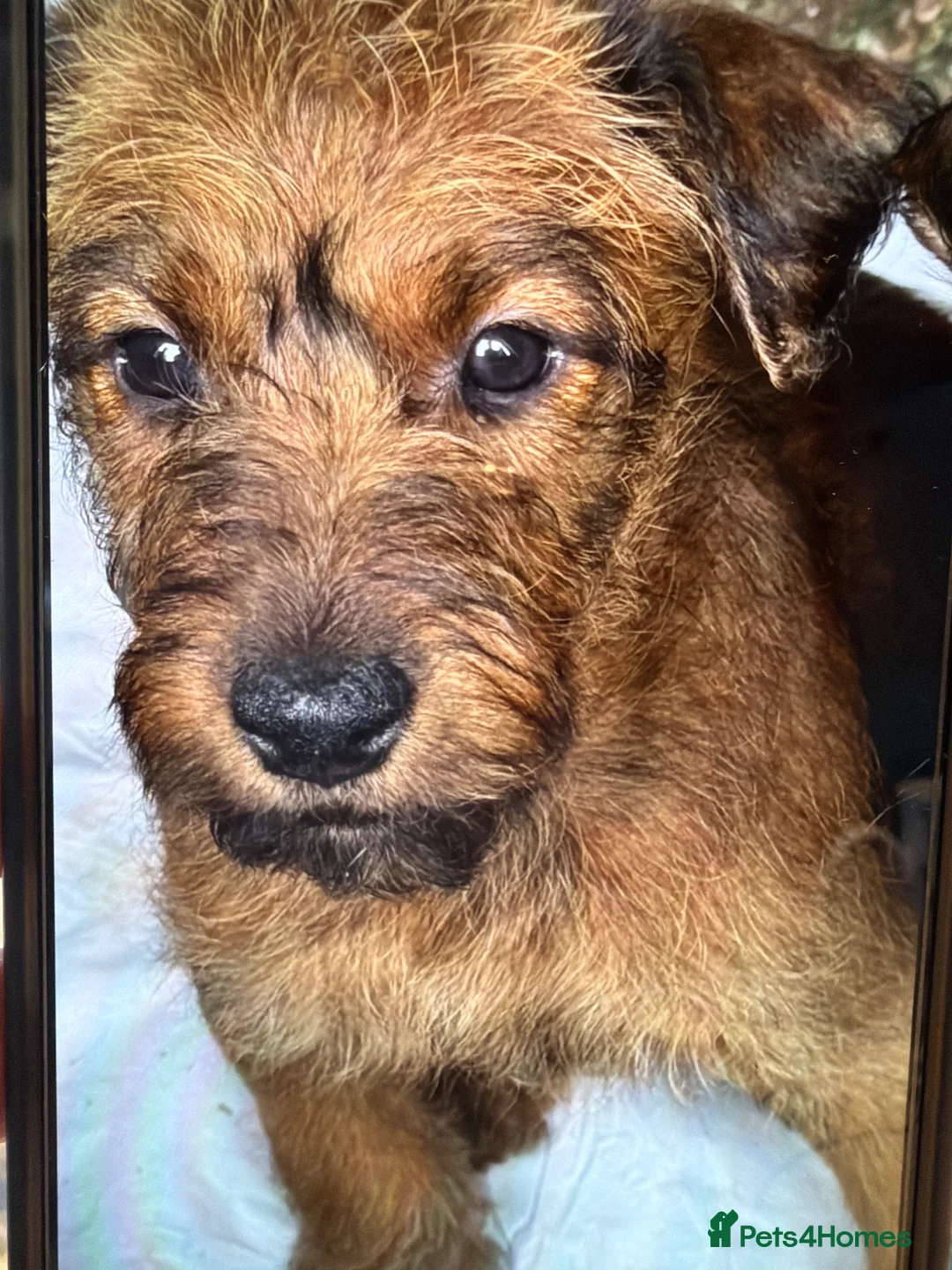 Irish Terrier dogs for sale: Irish Terrier - 9 week old  in Warwick - Advert 2