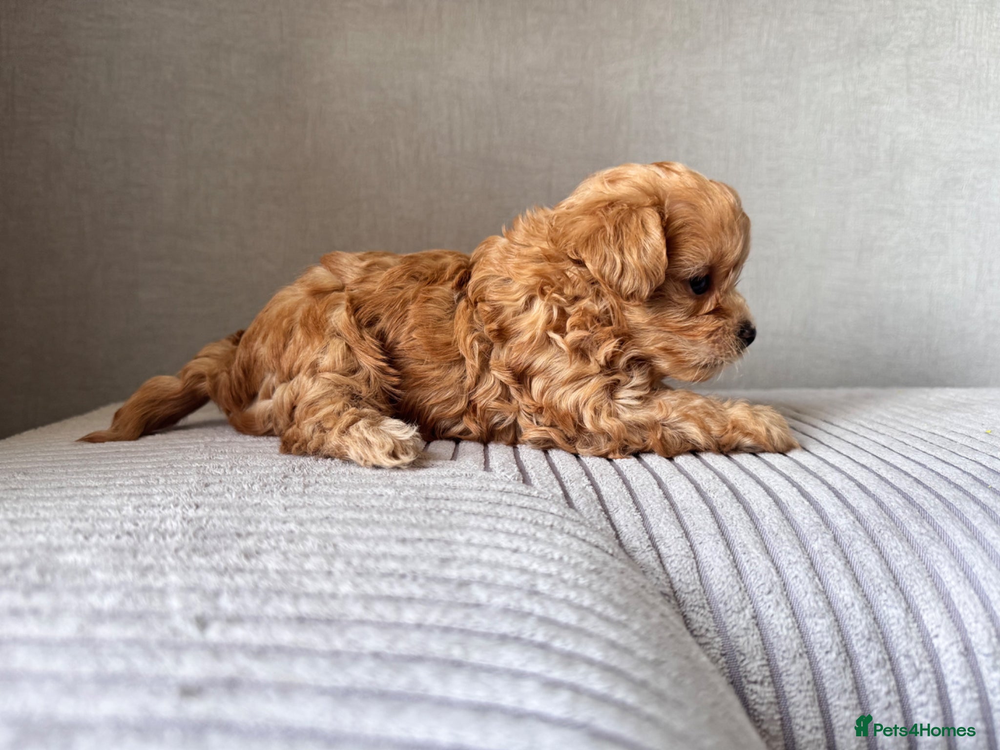 Maltipoo dogs Beautiful little 🧸💫All 3 girls reserved ❤️❤️❤️ - Advert 12