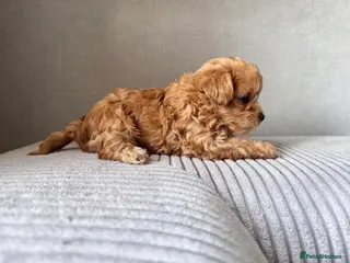 Maltipoo dogs Beautiful little 🧸💫All 3 girls reserved ❤️❤️❤️ - Advert 12