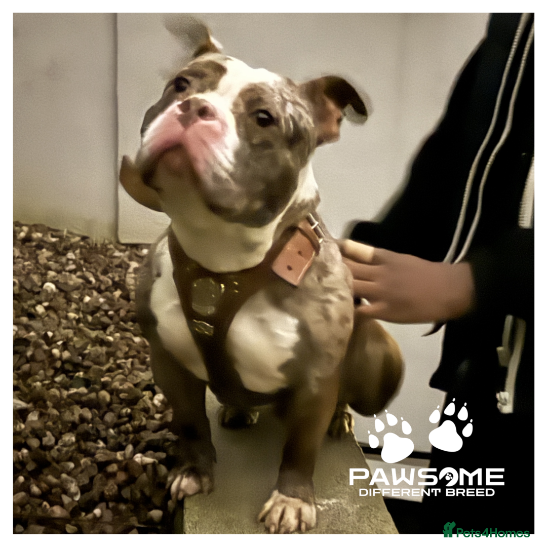 American Bully dogs for sale: Merle Pocket Bully - Image 5