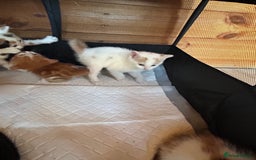 Mixed Breed cats for sale: Baby kittens for sale - Image 13