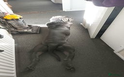 Cane Corso dogs for stud: Enzo perfect stud - Image 5