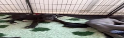 Great Dane dogs for sale: High Quality Great Dane Puppies - Advert 7
