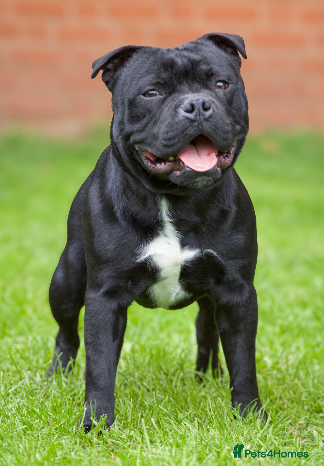 Staffordshire Bull Terrier dogs for stud: Champion sire black carrying blue Stafford stud  - Image 3