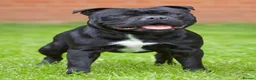 Staffordshire Bull Terrier dogs for stud: Champion sire black carrying blue Stafford stud  - Advert 3