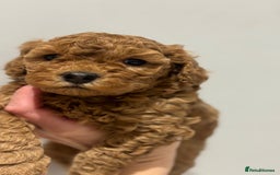 Cockapoo dogs for sale: Stunning cockapoo puppies - Advert 19