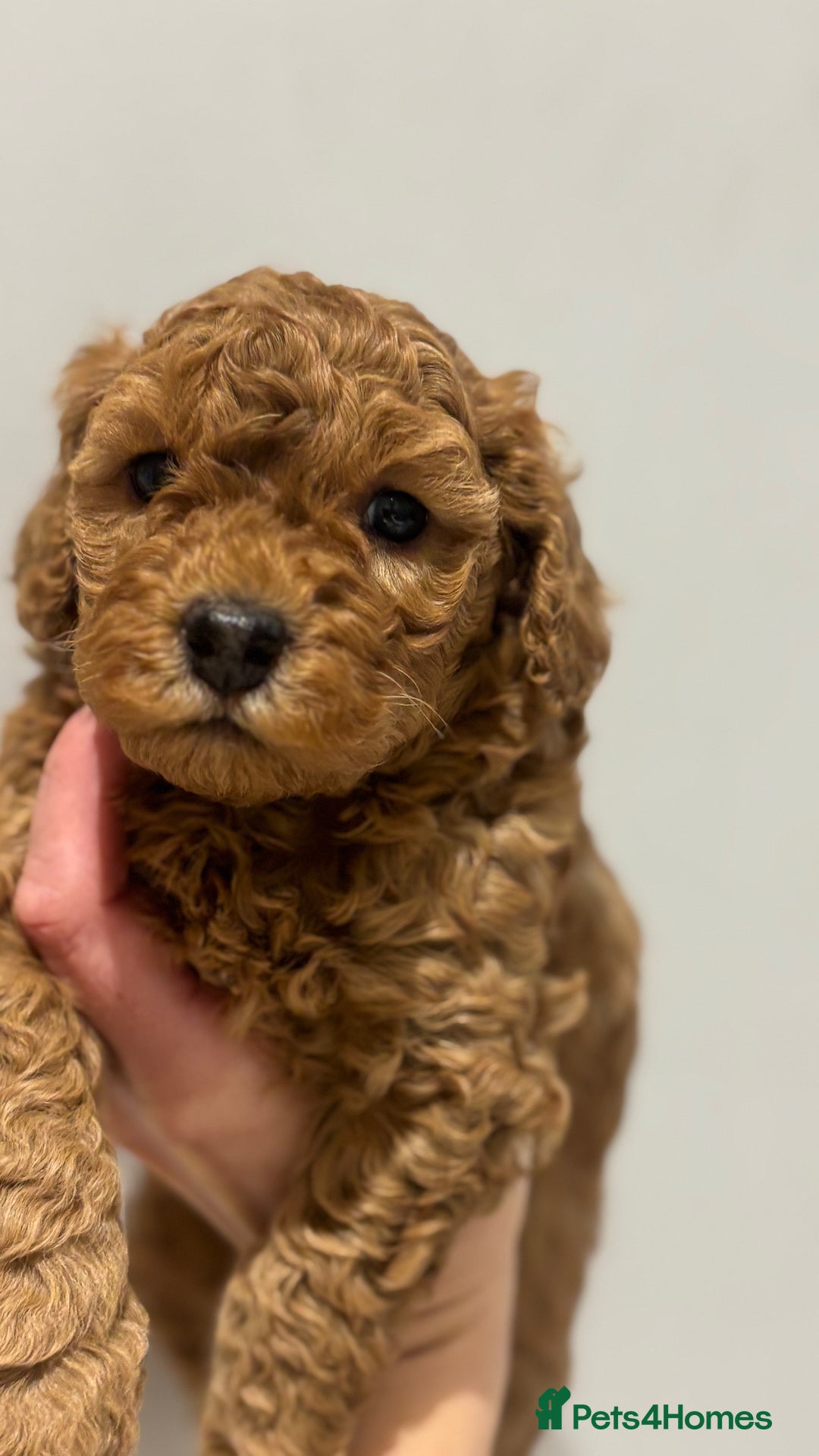 Cockapoo dogs for sale: Stunning cockapoo puppies - Advert 19
