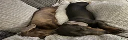 Dachshund dogs for sale: Lovely Pair Dachshunds Looking for a Forever Home in Derby - Advert 13