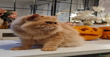 Persian cats - Advert 8