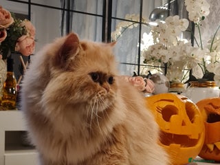 Persian cats - Advert 27