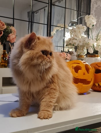 Persian cats - Advert 6