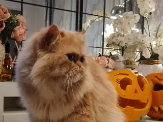 Persian cats Persian stud service - Advert 1