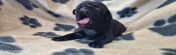 Pug dogs for sale: 3x pug girls 1x pug boy - Advert 18